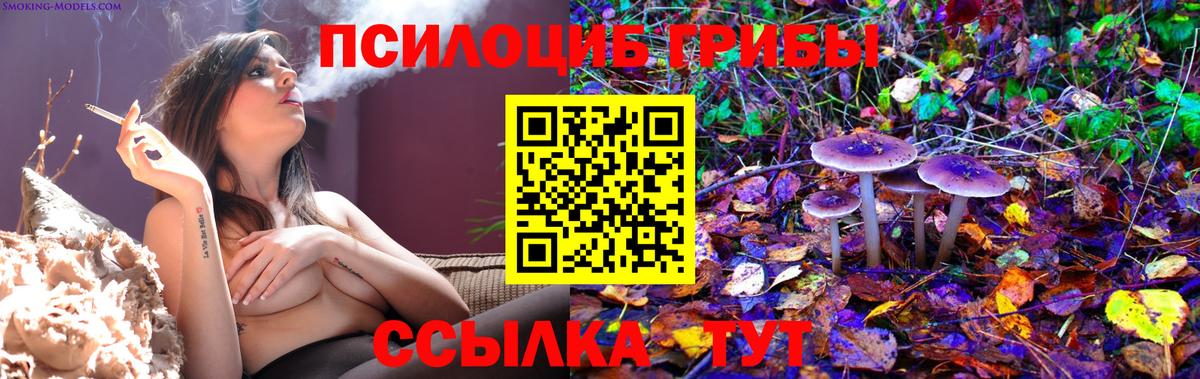 Псилоцибиновые грибы Psilocybine cubensis Майкоп